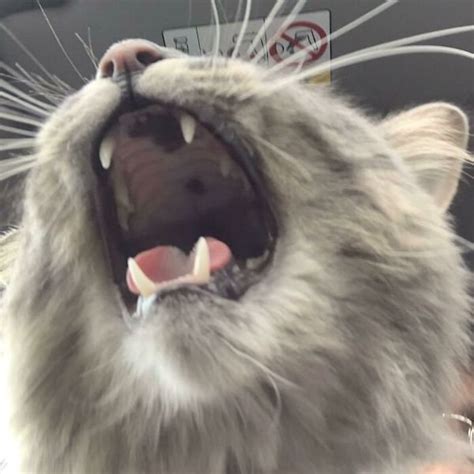 Download Trippy Screaming Cat GIF for free. 10000+ high-quality GIFs and other animated GIFs for Free on GifDB.